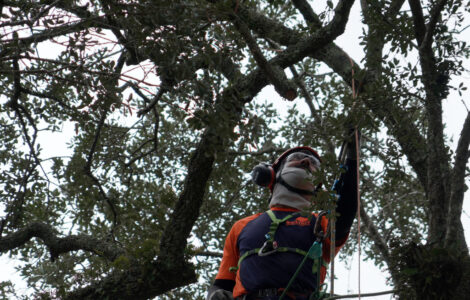South Carolina-Revolutionary War Tree